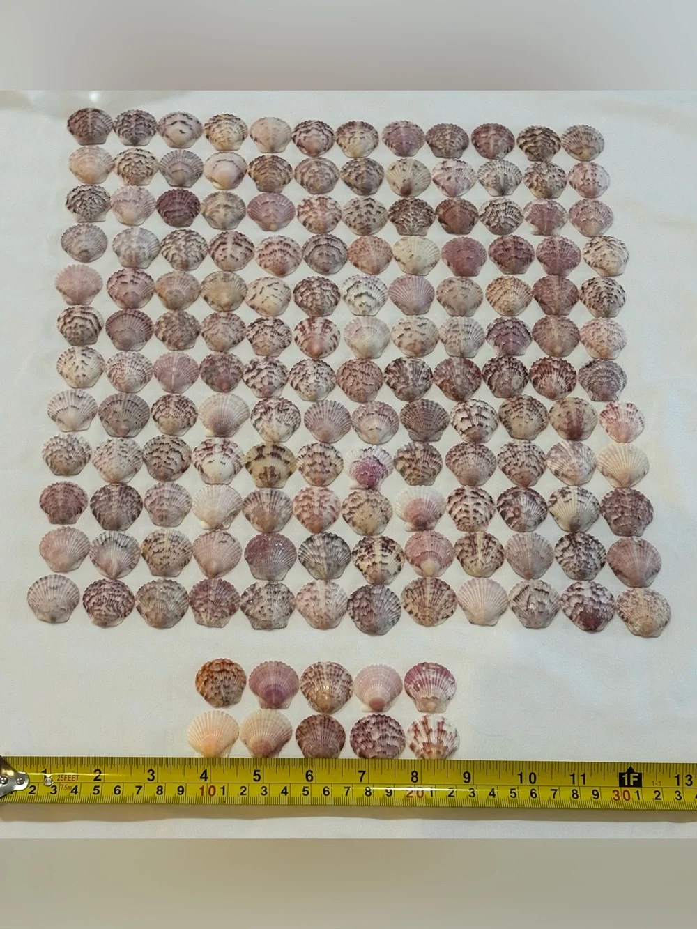 154 LOT SEA SHELLS SANIBEL FL.  SCALLOP 1